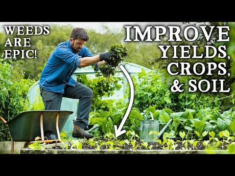 Video: How To Grow A Big Crop