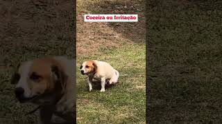 3 Motivos Que Fazem O Seu Cachorro Ficar Esfregando O Bumbum No Chão