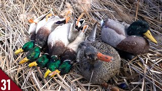 Solo MALLARD Limit Using TWO DECOYS! | Duck Hunting 2021