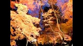 Autumn Leaves Light-Up - Nagatoro, Japan