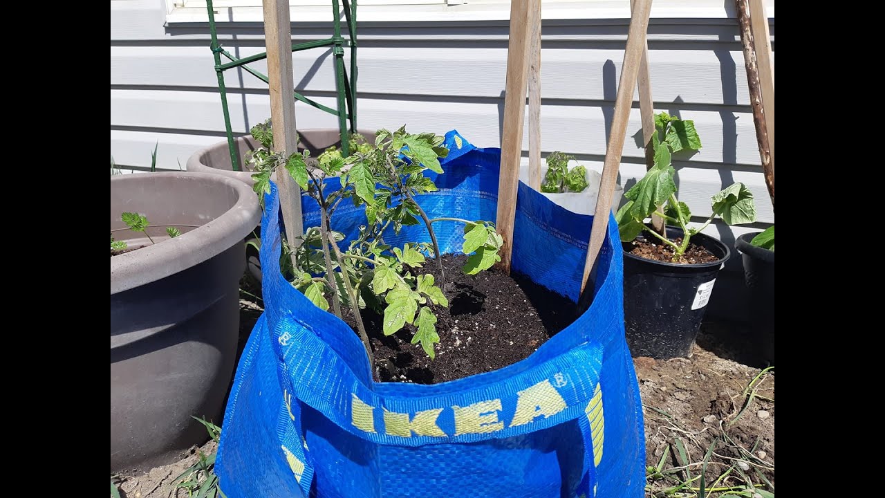 Growing tomatoes in a growbag (ikea bag), Alberta gardening YouTube