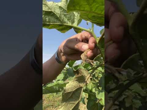 วีดีโอ: ศัตรูพืชและโรคของมะเขือยาว