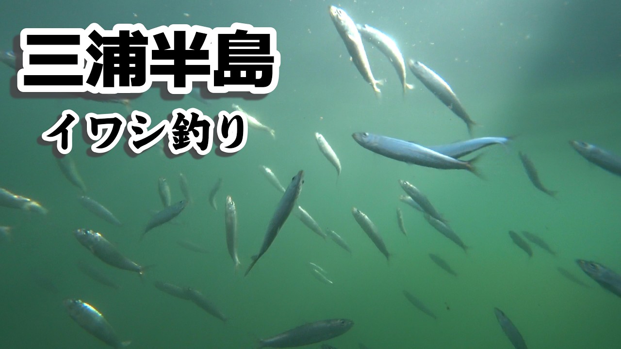 三浦半島　イワシ釣り　冬のイワシが食べたいんだ