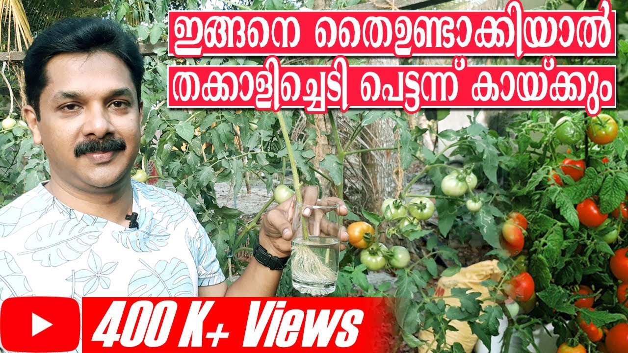 മികച്ച തക്കാളി തൈ ഉണ്ടാക്കി തക്കാളി പെട്ടെന്ന് കായ്ക്കാൻ  | Tomato from Cutting | Deepu Ponnappan