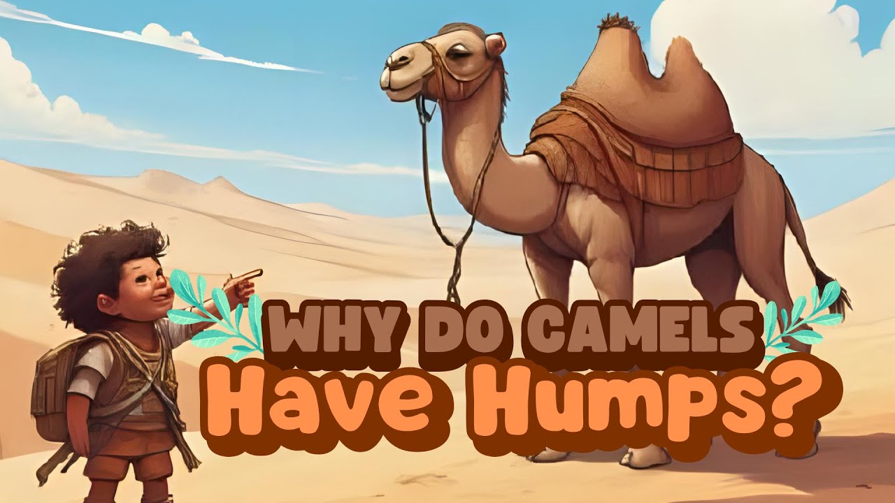 Why Do Camels Have Humps?