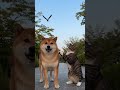 カーカー!あっちいけニャン!ありがとワン!急に柴犬の背中に乗ってきたカラスを追い払う猫。