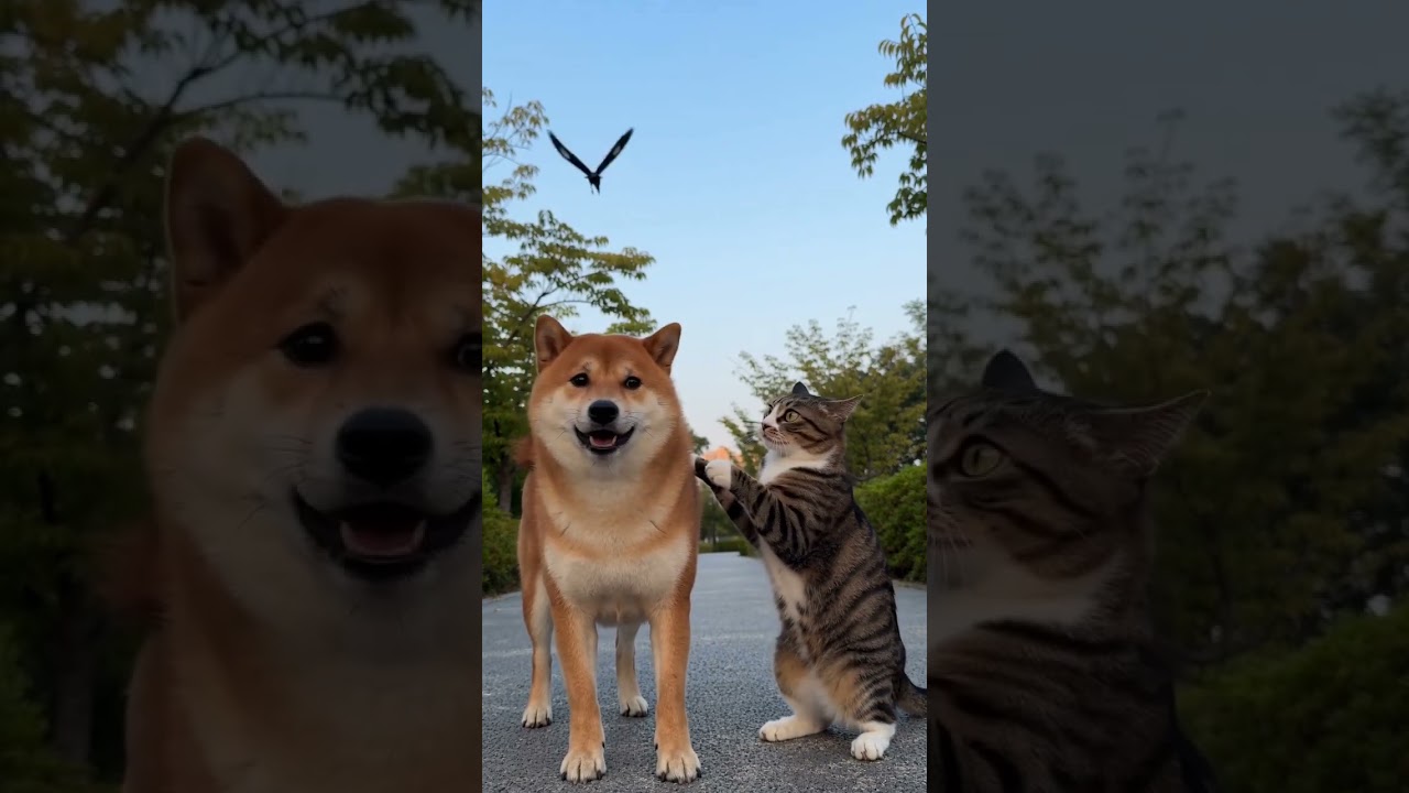 カーカー!あっちいけニャン!ありがとワン!急に柴犬の背中に乗ってきたカラスを追い払う猫。