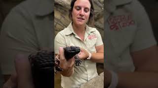 Skull of a Gila Monster has beads on it🤯