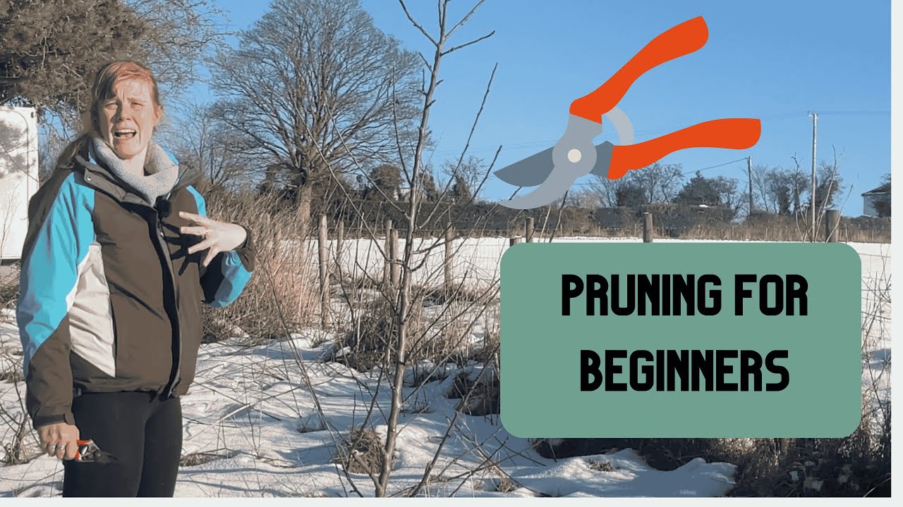Basics of pruning apple trees - 5 steps to pruning apple trees - YouTube