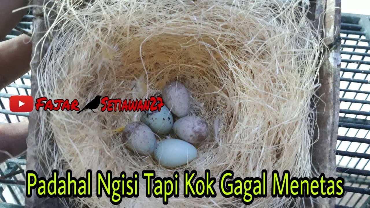Penyebab Telur Kenari BUNGKER / Telur Ngisi Gagal Menetas