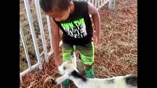Tyrus at the Petting Zoo