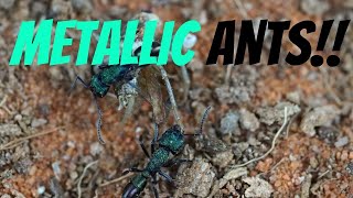 GREEN ANTS | 2,000 SUBSCRIBER SPECIAL!!