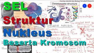 Nuclear Structure in Eukaryotic Animal Cells