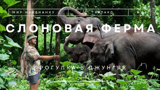 видео: #3 Потрясающее путешествие на слоновую ферму в экзотических джунглях. Прогулка на слонах в Таиланде! картинка: #3 Потрясающее путешествие на слоновую ферму в экзотических джунглях. Прогулка на слонах в Таиланде!