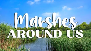 Exploring the Mysterious Marshes: Nature's Wetlands