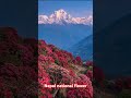 Nationalblume In Nepal Youtubewalababa Flowertypes Bebo2002 Manojdey Saritapateltechs