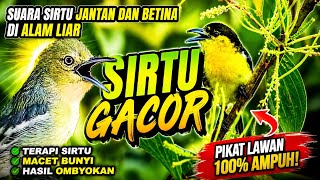 SUARA SIRTU BETINA & JANTAN UNTUK THERAPI SIRTU MACET BUNYI/HASIL OMBYOKAN AGAR LEBIH CEPAT BUNYI .