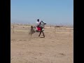 اسب اسب اصيل كرد اسب اصيل ايران یاغی سیلمی زیبا و اصیل کـ ـرد