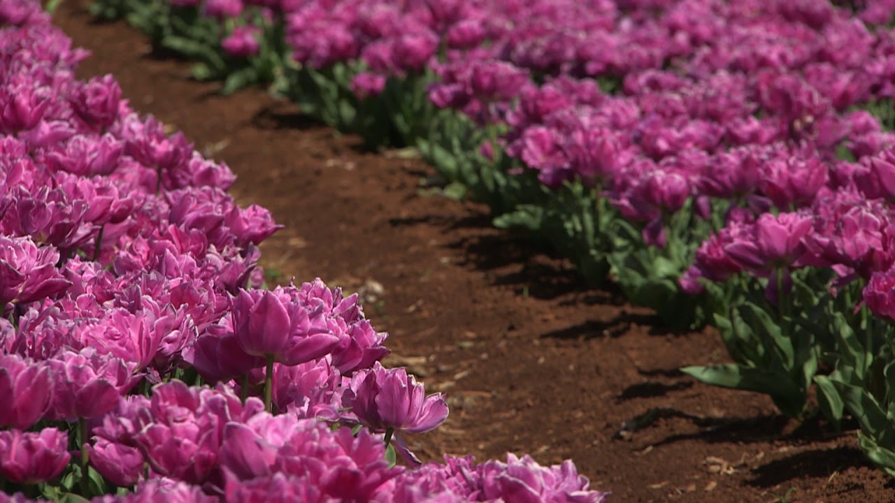 Double Price - Tulip  🌷🌷🌷  vdqbulbs.com.au