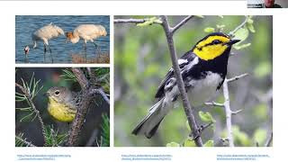 NEd Talk: What Birds Tell Us About Our Enviroment
