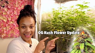 OG KUSH Update  🌱 Indoor Cannabis Grow | Ft. Mars Hydro