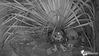 Athena Arrives For Feeding Session With Owlets On Great Horned Owl Cam – May 7, 2024