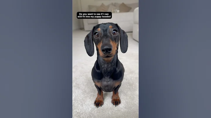 Myla’s puppy hoodie 🥹 #puppy  #dog #sausagedog #cutedog #dogshorts #fyp #dogs #doxie #teckel #cute