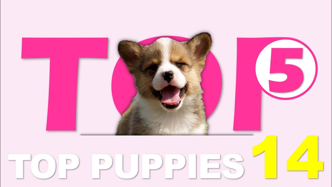 top gun CUTA5 Puppies 14 : Top 5 Puppies of January 2016