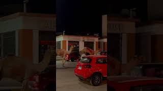 TukTuk Drags Two Camels Through the Street