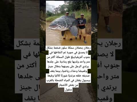رجلان يحملان سمكة سلور ضخمة بشكل لا يصدق في صورة تم التقاطها في جنوب أفريقيايبلغ طول السمكة أكثر من