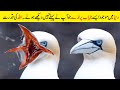 دنیا میں پاۓ جانے والے سب سے نایاب پرندے ماشاللہ | Top 10 Rarest Birds in the World | Facts in Urdu