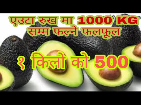 Avocado खेती कसरी गर्ने || How to grow Avocado in Nepal