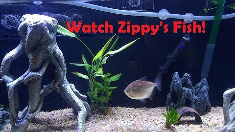 Imagitarium black gloss fish tank stand up to 40 gal