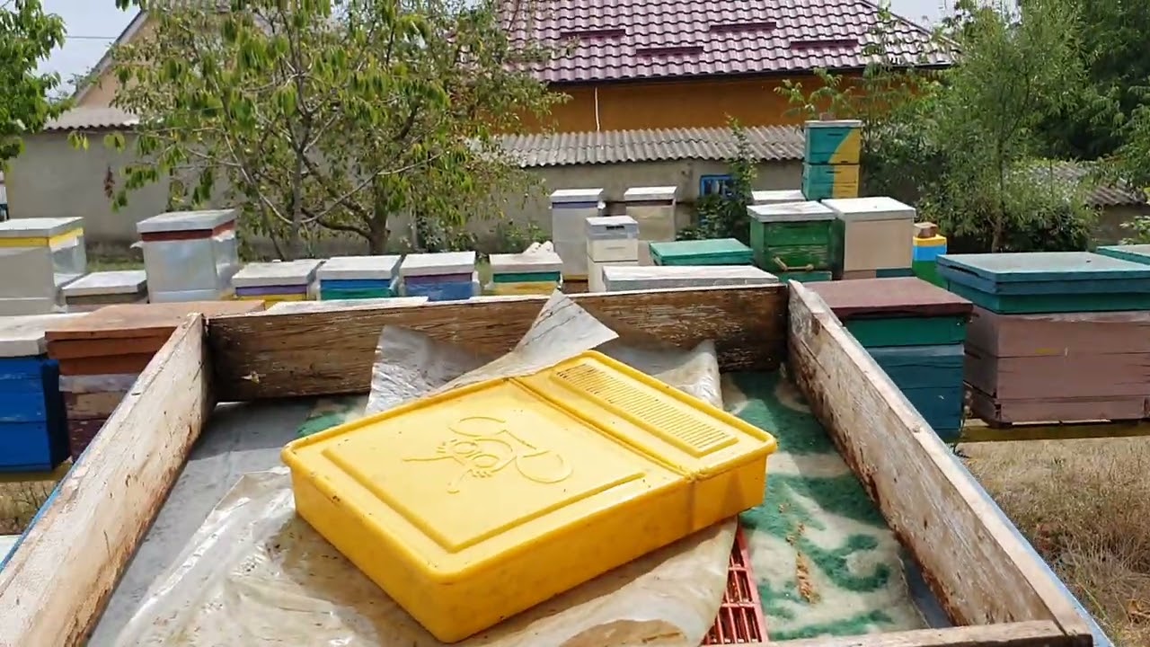 539.Tratament + proteine la roi.