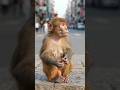 #trending #Short #virel #जानवरों का आपसी प्रेम #जंगल बुक