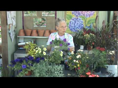 Container Plants For Sun Youtube