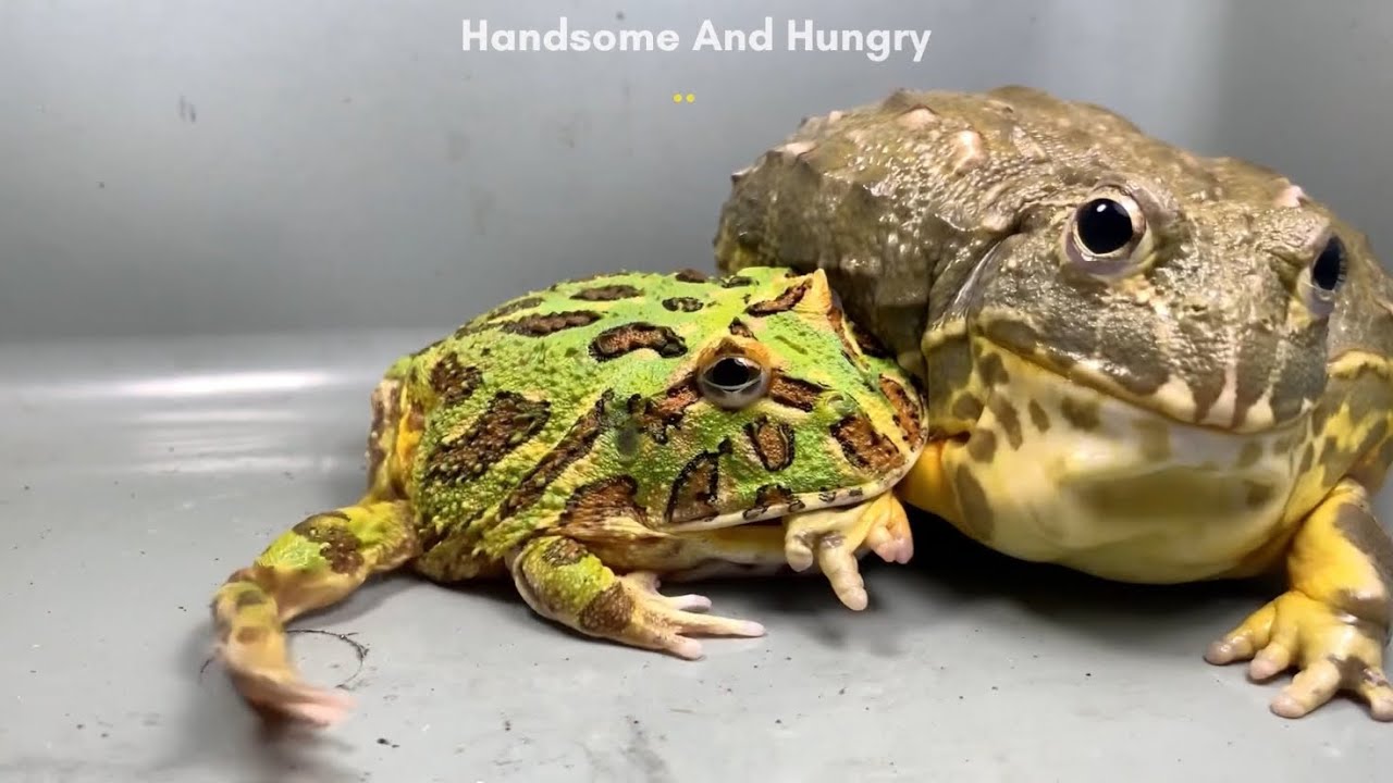 Angry Pacman Frog How Pacman Frog Angry To Bullfrog 🐸 (Frog And Toad) カエルとヒキガエル - YouTube