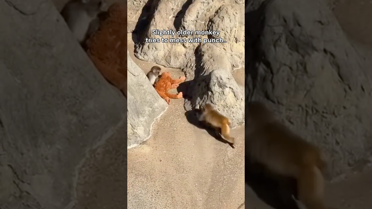 Punch Stands his Ground.. 