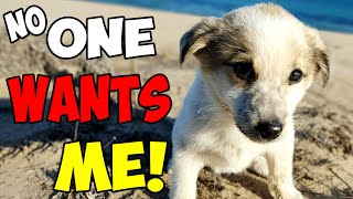 Abandoned Puppy was Left on the Shore Barely Surviving until This Happened