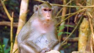 Monkey Anna feeling sadly after 3months she start to be pregnant again | Walkie Talkie