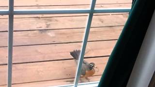 Robin fighting its reflexion