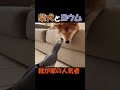 【柴犬】私にも構って欲しい..。
