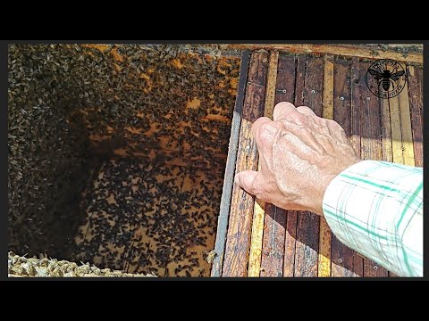 Wideo: Czy pszczoły lubią luźne spory?
