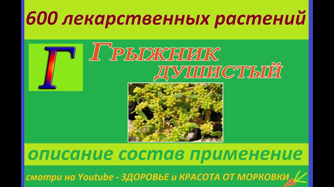 грыжник душистый 600 лекарственных растений