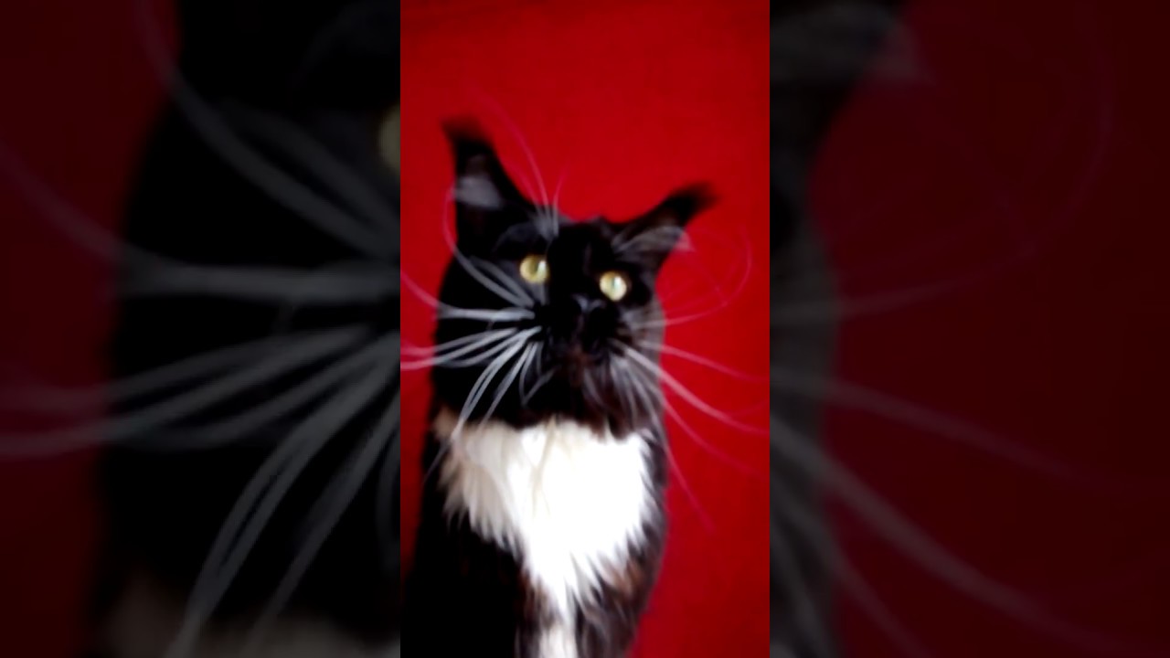 Скільки пар вусів у кота