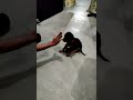 Dog Training || Rottweiler Puppy || Speak(Barking) Command