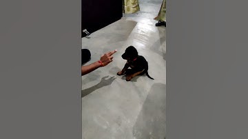 Dog Training || Rottweiler Puppy || Speak(Barking) Command