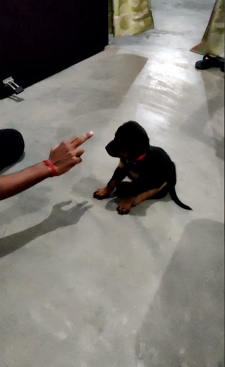 Dog Training || Rottweiler Puppy || Speak(Barking) Command