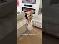 Never a dull moment 😄 #goldenretriever
