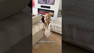 Never a dull moment 😄 #goldenretriever